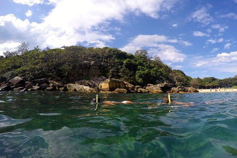 Manly And Shelly Beach Snorkeling Tour - Northern Rivers Accommodation 4