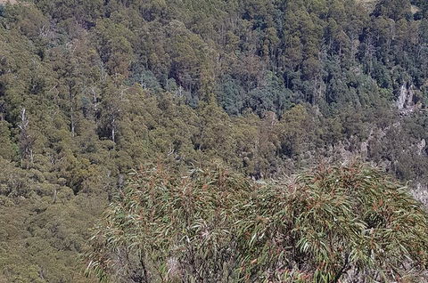 Leven Canyon Day Trip Including Wings Wildlife Park Or Gunns Plains Caves - Northern Rivers Accommodation 4