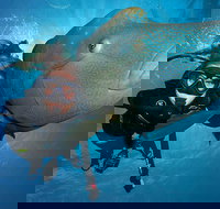 Great Barrier Reef Snorkeling and Diving Cruise from Cairns - Northern Rivers Accommodation