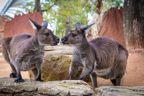 Sydney Attractions Pass: SEA LIFE Aquarium, Sydney Tower Eye, WILD LIFE Zoo And Madame Tussauds - Northern Rivers Accommodation 5