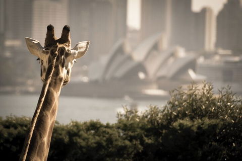 Sydney Harbour Hop On Hop Off Cruise With Taronga Zoo Entry - Northern Rivers Accommodation 5