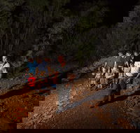 Alice Springs Desert Park Nocturnal Tour - Northern Rivers Accommodation