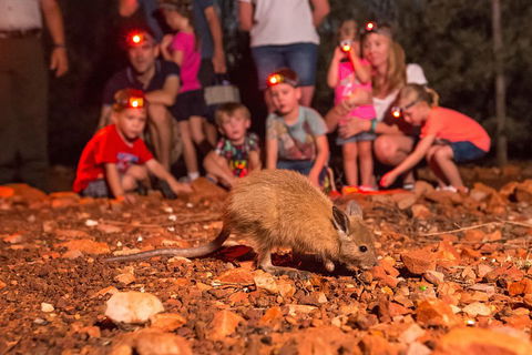 Alice Springs Desert Park Nocturnal Tour - Northern Rivers Accommodation 1