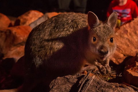 Alice Springs Desert Park Nocturnal Tour - Northern Rivers Accommodation 3