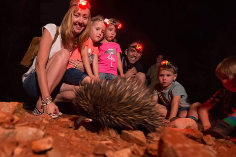 Alice Springs Desert Park Nocturnal Tour - Northern Rivers Accommodation 5