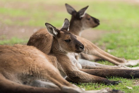 Private Ballarat And Sovereign Hill Tour From Melbourne - Northern Rivers Accommodation 0