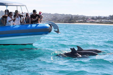 Seal Island Boat Tour From Victor Harbor - Northern Rivers Accommodation 5