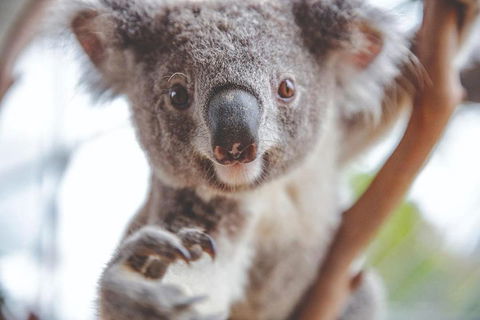 Hop-On Hop-Off Bus And PLUS 4 Merlin Attractions - Northern Rivers Accommodation 2