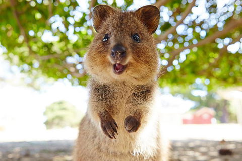Discover Rottnest With Ferry & Bus Tour From Perth Or Fremantle - Northern Rivers Accommodation 0