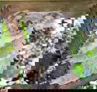 Cairns ZOOM and Wildlife Dome - Northern Rivers Accommodation