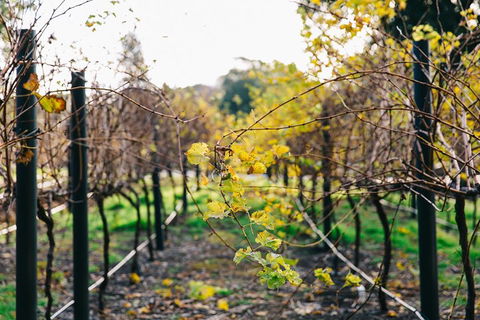 Australian Wine Discovery Tour Ticket - Northern Rivers Accommodation 4
