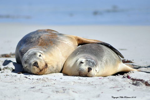 NEW TOUR - Kangaroo Island Road To Recovery Tour (1 Day/1 Night) - Northern Rivers Accommodation 1