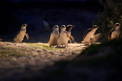 Melbourne City Tour And Phillip Island In One Day - Northern Rivers Accommodation 4