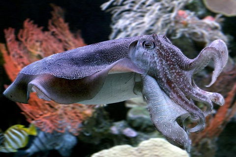Dive With Sharks At AQWA - Northern Rivers Accommodation 1