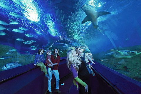 Dive With Sharks At AQWA - Northern Rivers Accommodation 5
