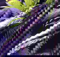 Cairns Aquarium Admission Ticket - Northern Rivers Accommodation