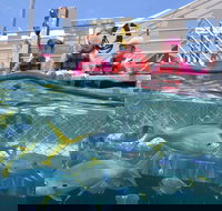 Outer Reef Pontoon Experience from Cairns - Northern Rivers Accommodation