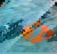 Seastar Luxury Outer Great Barrier Reef Island and Reef Tour from Cairns - Northern Rivers Accommodation