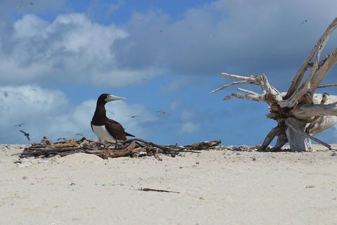 Seastar Luxury Outer Great Barrier Reef Island And Reef Tour From Cairns - Northern Rivers Accommodation 1