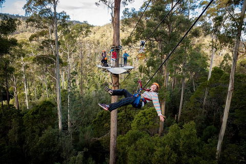 Hollybank Wilderness Adventure - Zipline Tours - Northern Rivers Accommodation 0