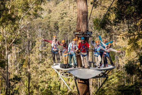 Hollybank Wilderness Adventure - Zipline Tours - Northern Rivers Accommodation 1