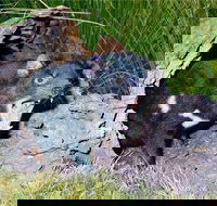 Blue Mountains Private Tour from Sydney with Featherdale Park - Northern Rivers Accommodation