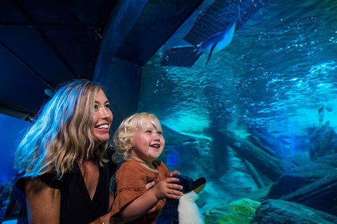 SEA LIFE Sunshine Coast Aquarium Entrance Ticket - Northern Rivers Accommodation 0