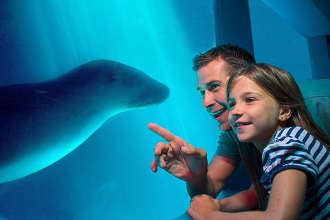 SEA LIFE Sunshine Coast Aquarium Entrance Ticket - Northern Rivers Accommodation 2