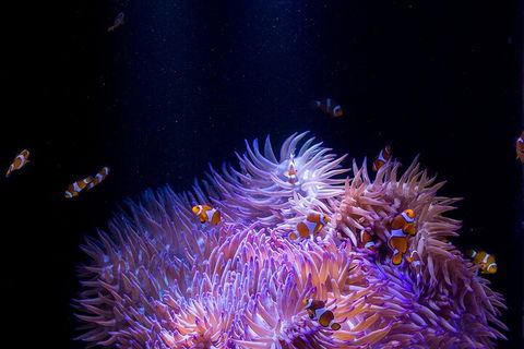 SEA LIFE Sunshine Coast Aquarium Entrance Ticket - Northern Rivers Accommodation 4