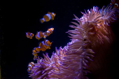 SEA LIFE Sunshine Coast Aquarium Entrance Ticket - Northern Rivers Accommodation 5