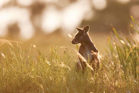 Sunset Blue Mountains Wilderness & Wildlife Tour Without The Crowds - Northern Rivers Accommodation 0