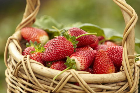 Mornington Peninsula Farm Produce Wine And Cider Tour - Northern Rivers Accommodation 1