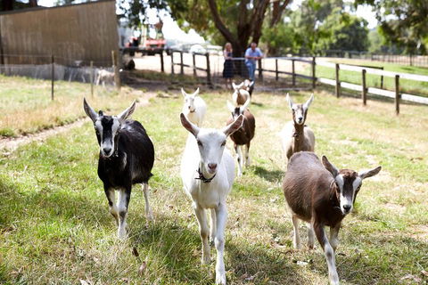 Mornington Peninsula Farm Produce Wine And Cider Tour - Northern Rivers Accommodation 3