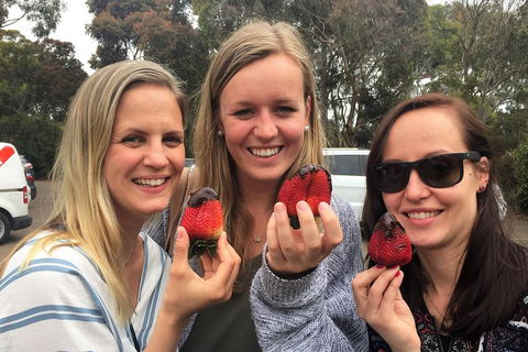 Mornington Peninsula Farm Produce Wine And Cider Tour - Northern Rivers Accommodation 4