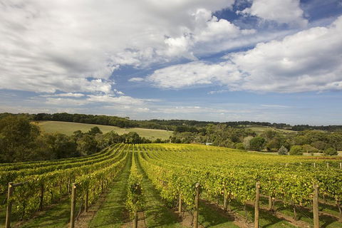 Mornington Peninsula Farm Produce Wine And Cider Tour - Northern Rivers Accommodation 5