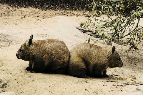 Phillip Island Penguin Parade, Brighton Bathing Boxes And Wildlife Park Tour - Northern Rivers Accommodation 0