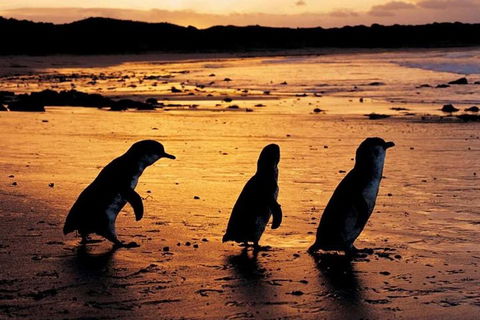Phillip Island Penguin Parade, Brighton Bathing Boxes And Wildlife Park Tour - Northern Rivers Accommodation 1