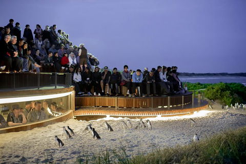 Phillip Island Penguin Parade, Brighton Bathing Boxes And Wildlife Park Tour - Northern Rivers Accommodation 2
