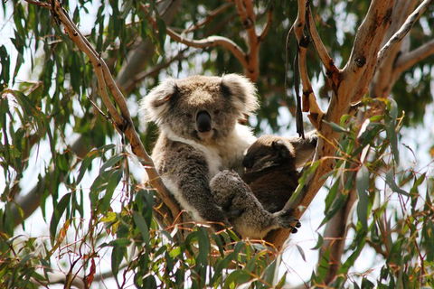 Phillip Island Penguin Parade, Brighton Bathing Boxes And Wildlife Park Tour - Northern Rivers Accommodation 4
