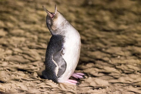 Phillip Island Penguin Parade, Brighton Bathing Boxes And Wildlife Park Tour - Northern Rivers Accommodation 5