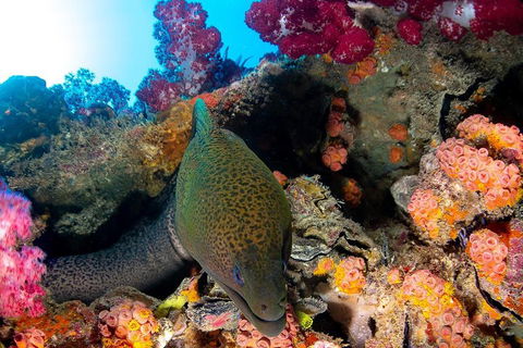 Scuba Dive The S.S. Yongala Wreck On The Great Barrier Reef. - Northern Rivers Accommodation 1
