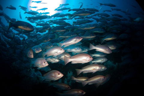 Scuba Dive The S.S. Yongala Wreck On The Great Barrier Reef. - Northern Rivers Accommodation 4